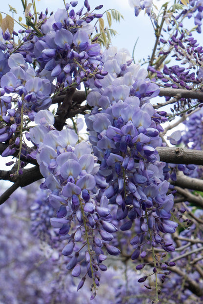 Wisteria sinensis 'Prolific' - Blauwe regen - ↨65cm - Ø15cm