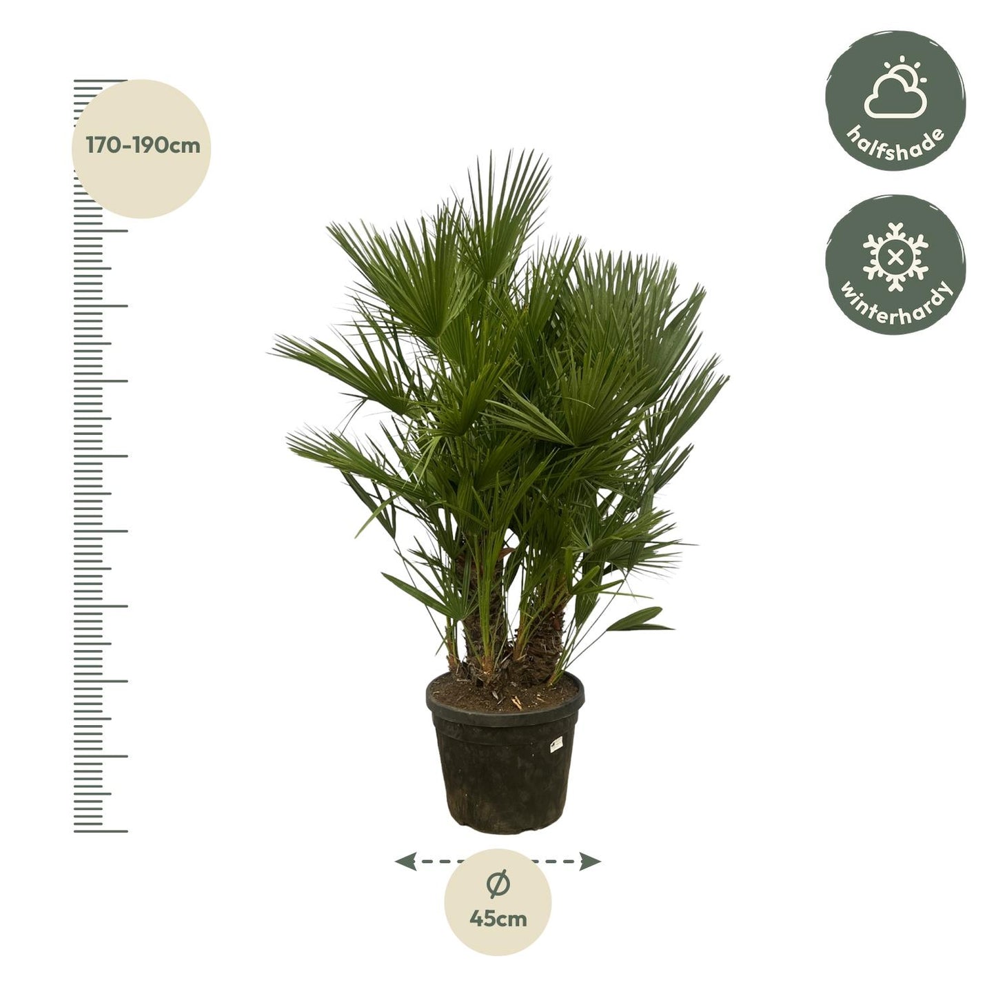 Chamaerops Humilis multi stam - ↨160cm 180cm - Ø45cm
