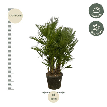 Chamaerops Humilis multi stam - ↨160cm 180cm - Ø45cm