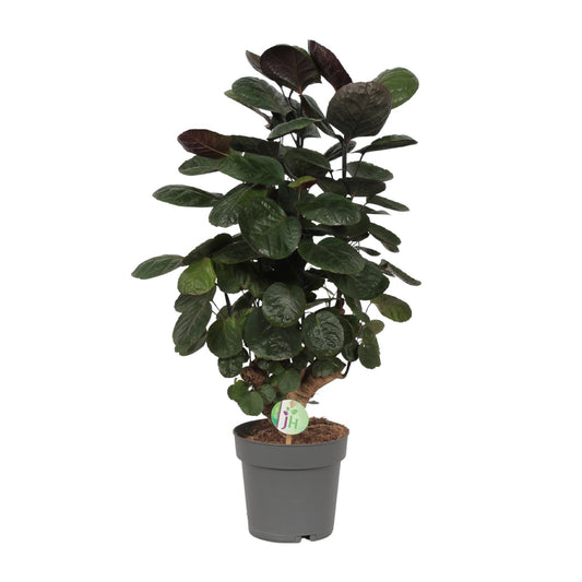 Polyscias Scutellaria Fabian - ↨60cm - Ø19cm