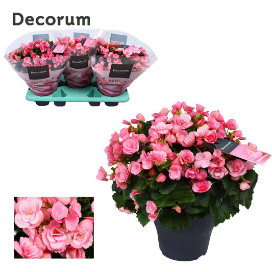 Begonia Betulia ''candy'' Roze Decorum - ↨35cm - Ø19cm