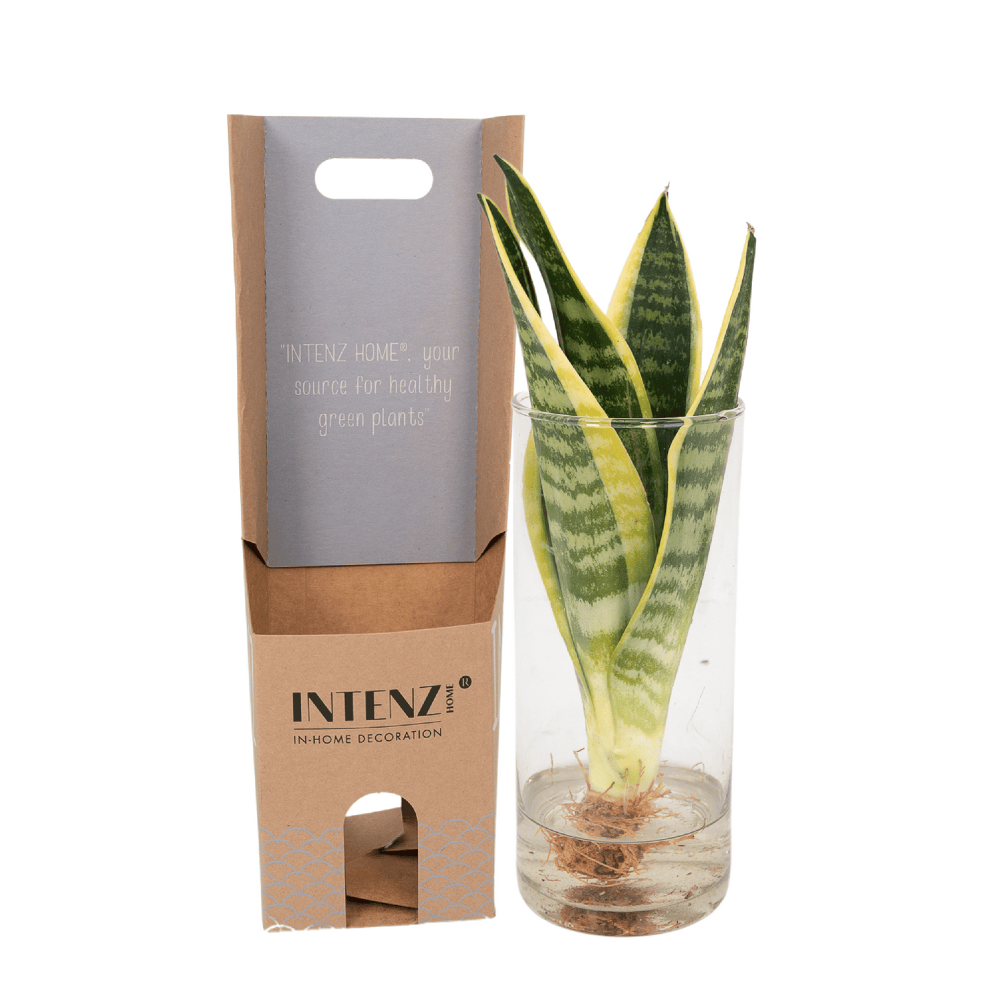 Sanseviera in Cilinder glas - ↨30cm - Ø12cm