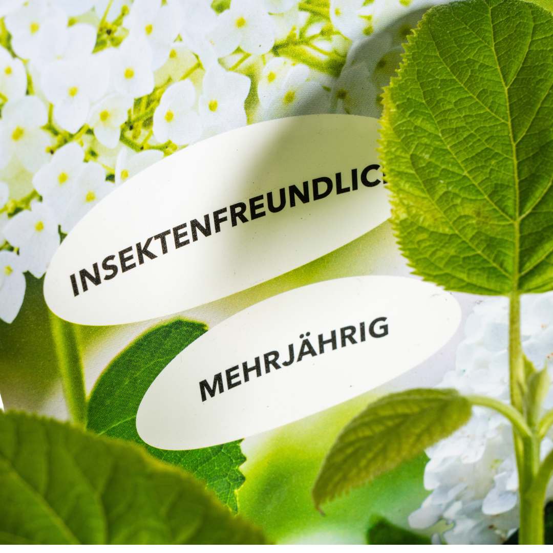 Hydrangea arborescens Annabelle - ↨30-40cm - Ø19cm