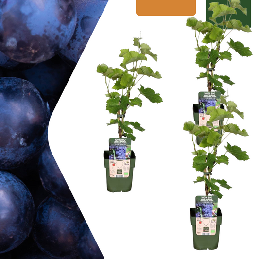 Biologische Druivenplanten - 3 stuks - ↨20cm - Ø13cm