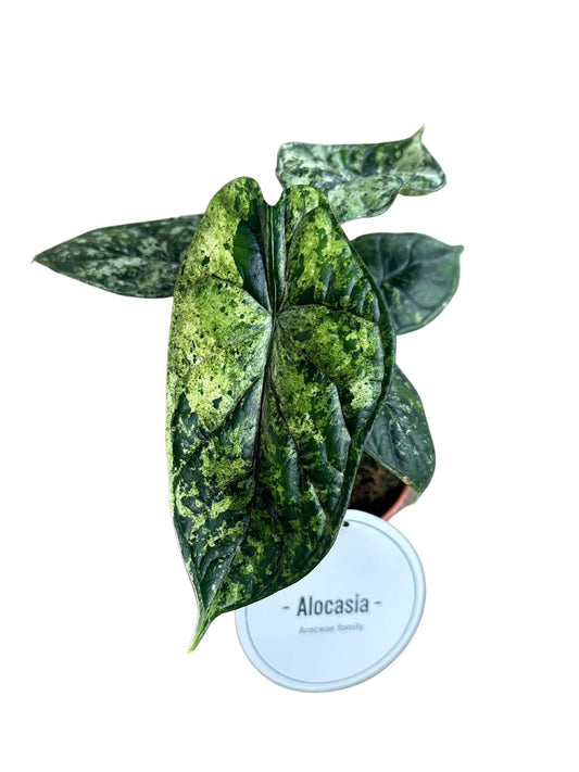 Alocasia Dragon Scale Variegata - ↨25cm - Ø12cm