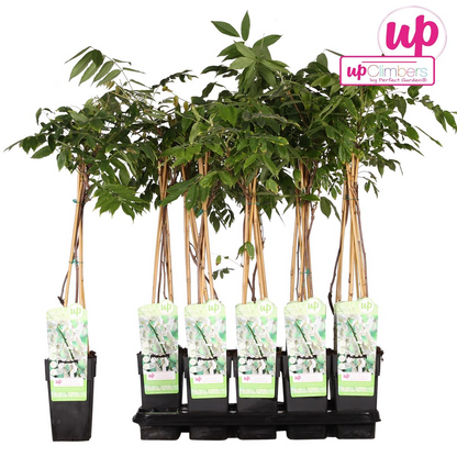 Wisteria floribunda Alba - Witte regen - ↨65cm - Ø15cm