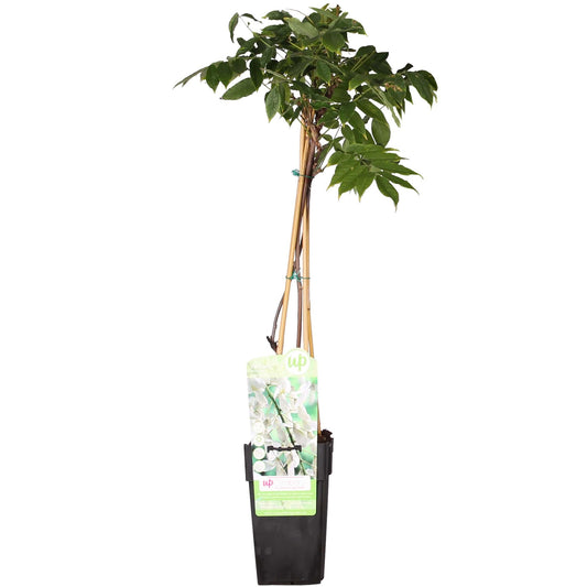 Wisteria floribunda Alba - Witte regen - ↨65cm - Ø15cm