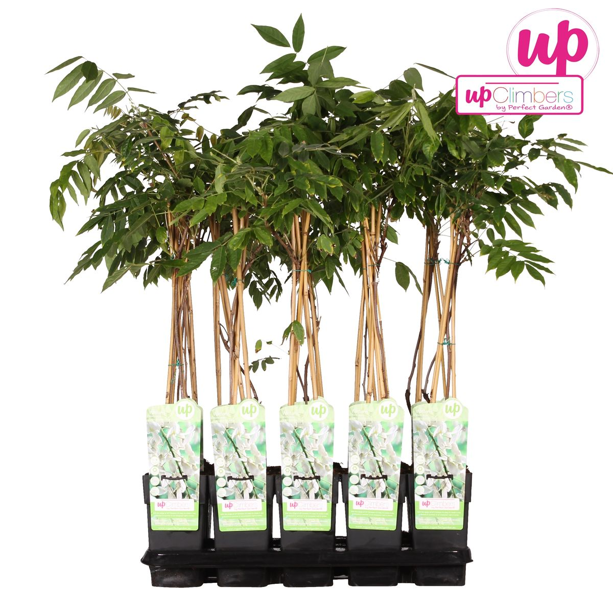 Wisteria floribunda Alba - Witte regen - ↨65cm - Ø15cm