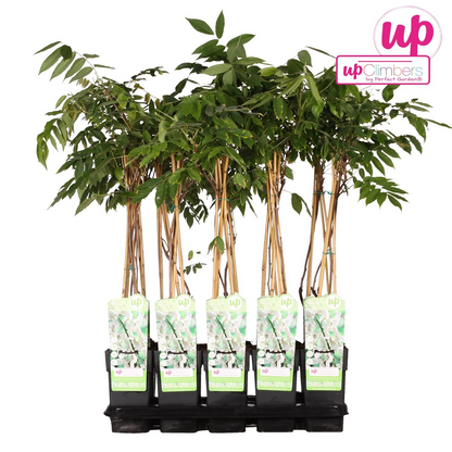 Wisteria floribunda Alba - Witte regen - ↨65cm - Ø15cm