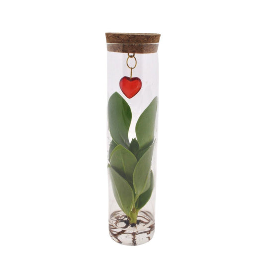 Mix In Tube Glas + Jewel (hartje) - ↨15cm - Ø7cm