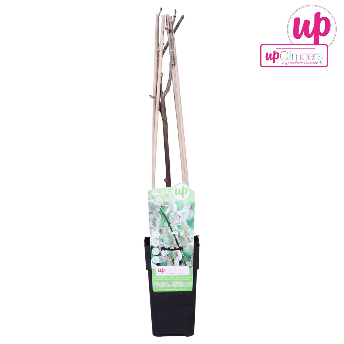 Wisteria floribunda Alba - Witte regen - ↨65cm - Ø15cm