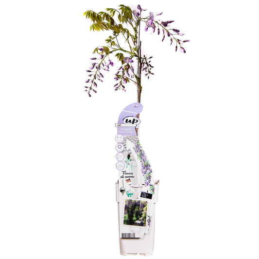 Wisteria sinensis Caroline - Paarse Regen - ↨65cm - Ø15cm