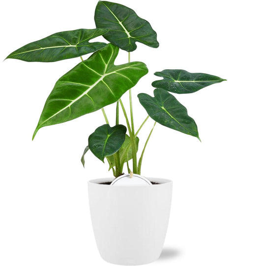 Alocasia Frydek - ↨35cm - Ø12cm - incl. pot Wit- ↨12.5cm - Ø13.5cm