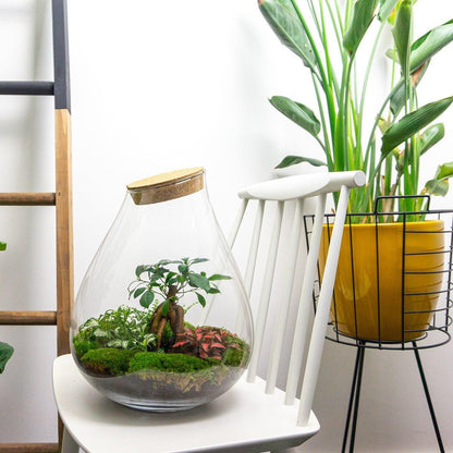 DIY terrarium - Drop XL Bonsai -↨37cm - Ø29cm