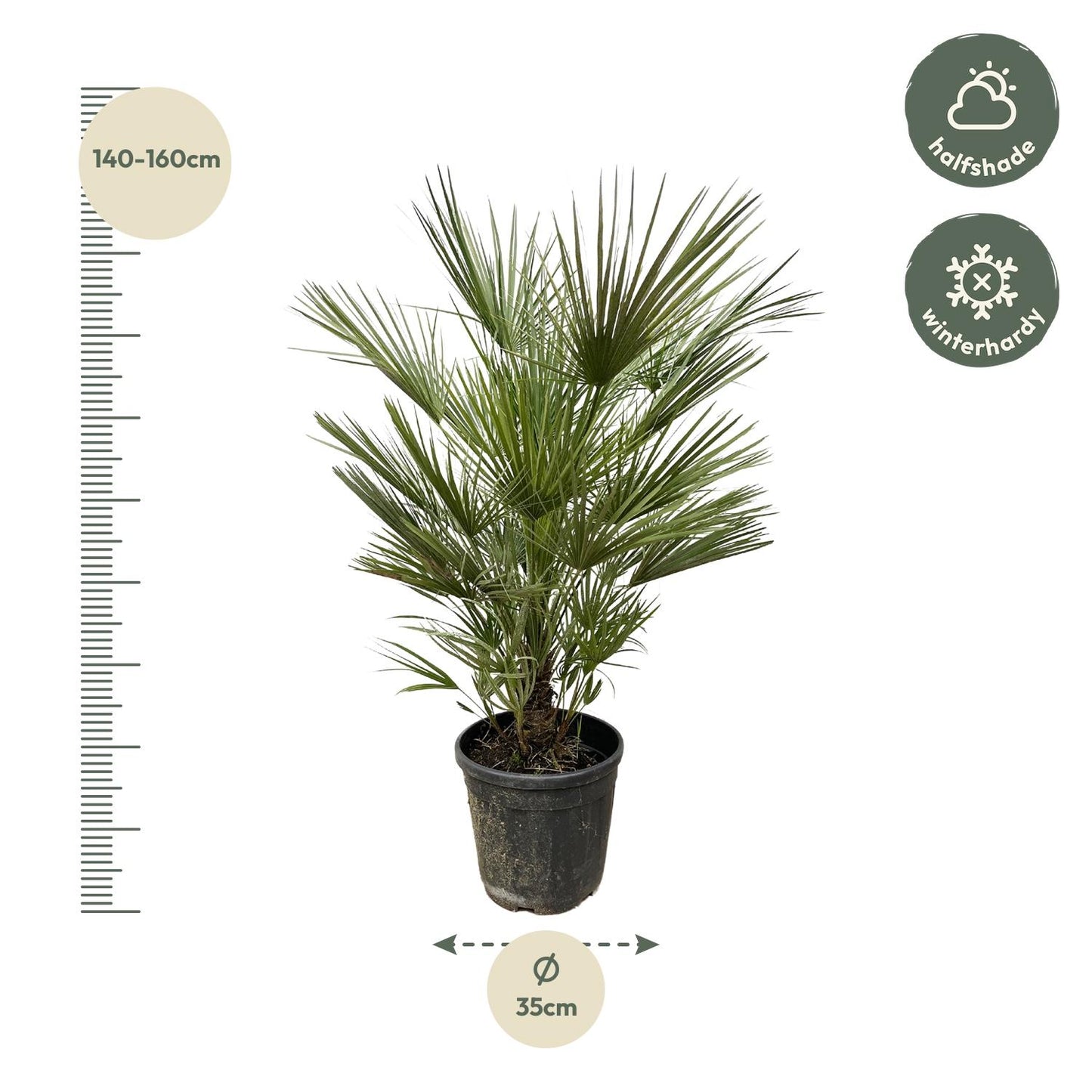 Chamaerops Humilis - Europese dwergpalm - ↨150cm - Ø30cm