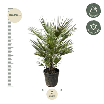 Chamaerops Humilis - Europese dwergpalm - ↨150cm - Ø30cm