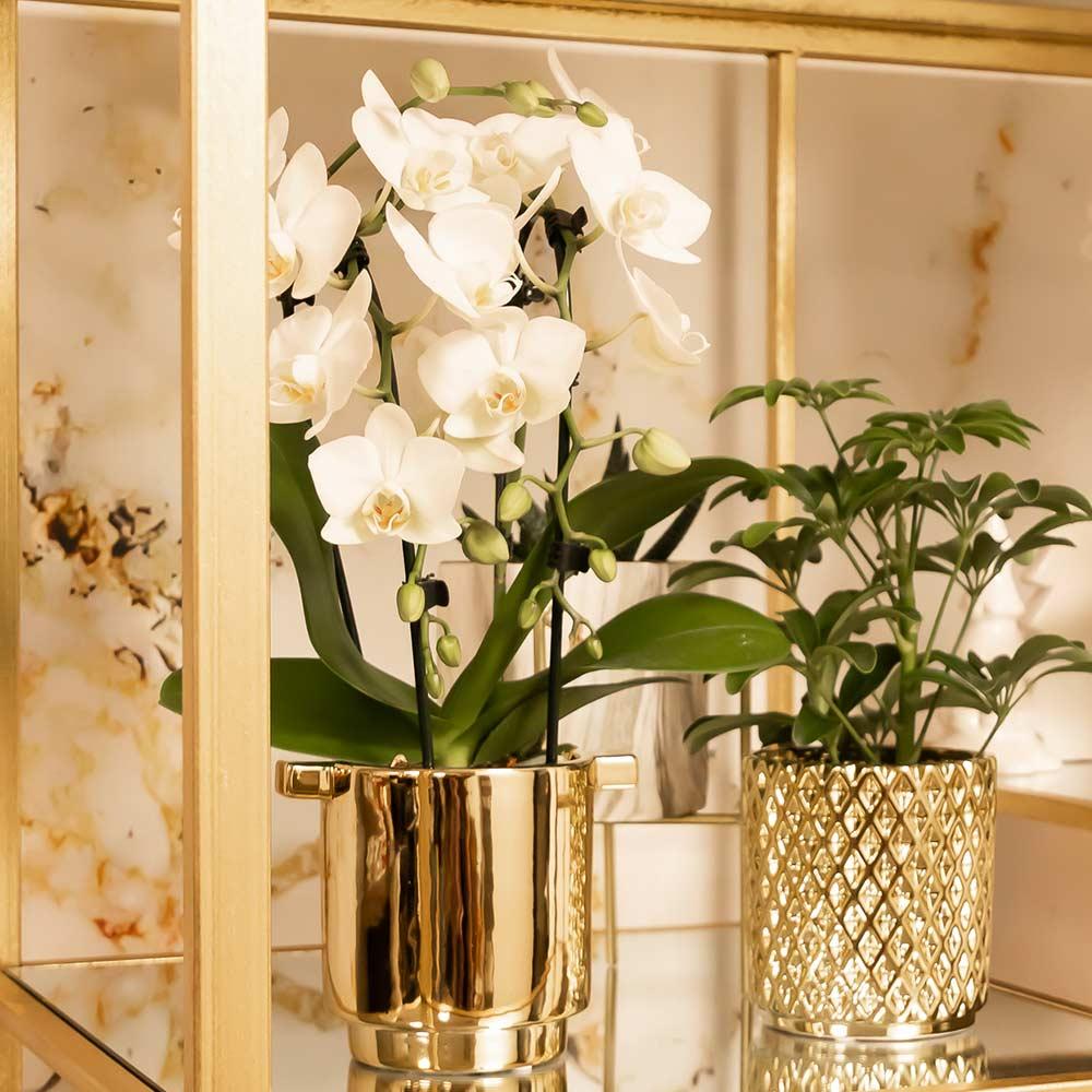 Witte Phalaenopsis orchidee - Niagara Fall - Ø9cm