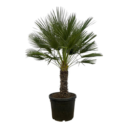 Chamaerops Humilis op stam - Dwergpalm - ↨150cm - Ø45cm