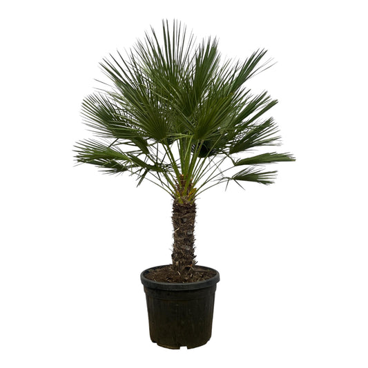 Chamaerops Humilis op stam - Dwergpalm - ↨150cm - Ø45cm