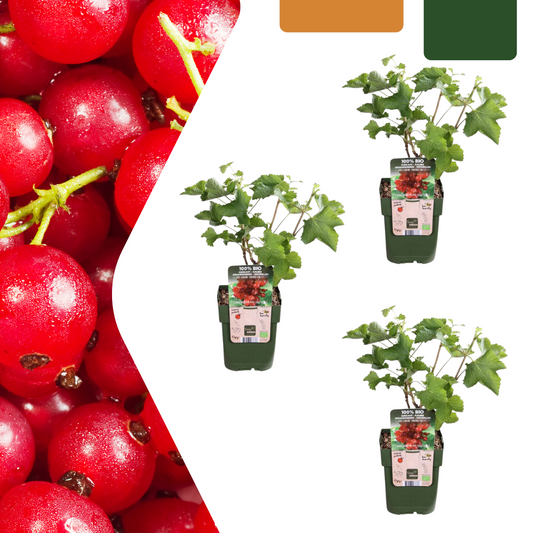 Biologische Kruisbessenplanten - 3 stuks - ↨20cm - Ø13cm