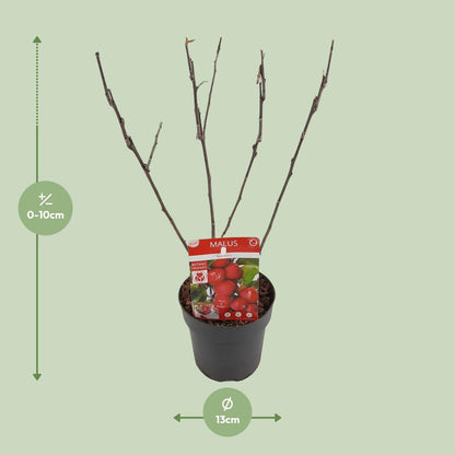 Malus 'Appletini' - Dwergappelboom - ↨10cm - Ø13cm