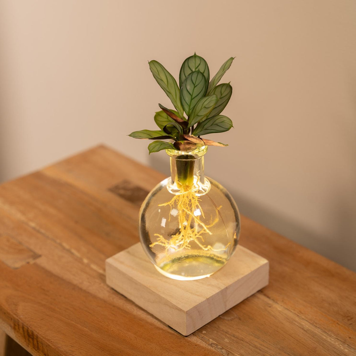 Calathea in Samoa glas met LED verlichting - ↨10cm - Ø12cm