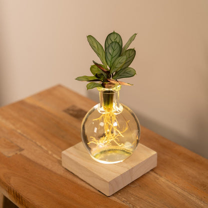 Calathea in Samoa glas met LED verlichting - ↨10cm - Ø12cm