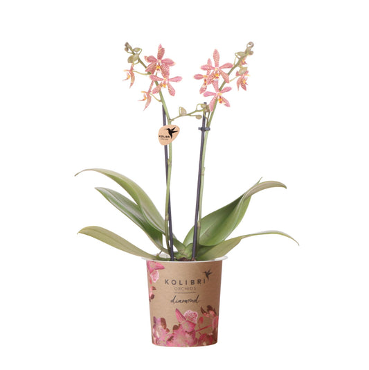 Oranje Phalaenopsis orchidee - Spider - Ø9cm