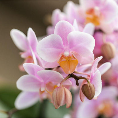 Roze phalaenopsis orchidee - Andorra - Ø9cm