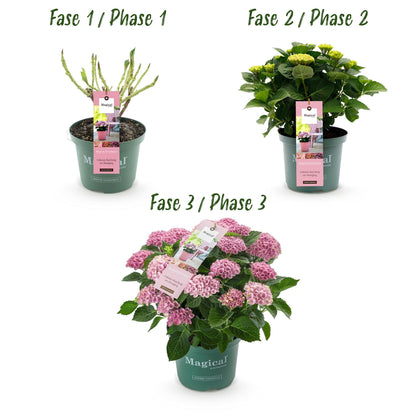 Hydrangea Magical Revolution - Pink - 2 Planten - ↨55cm - Ø23cm