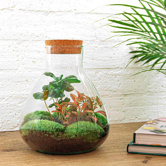 DIY terrarium - Sammie Coffea - ↨26cm - Ø22.5cm
