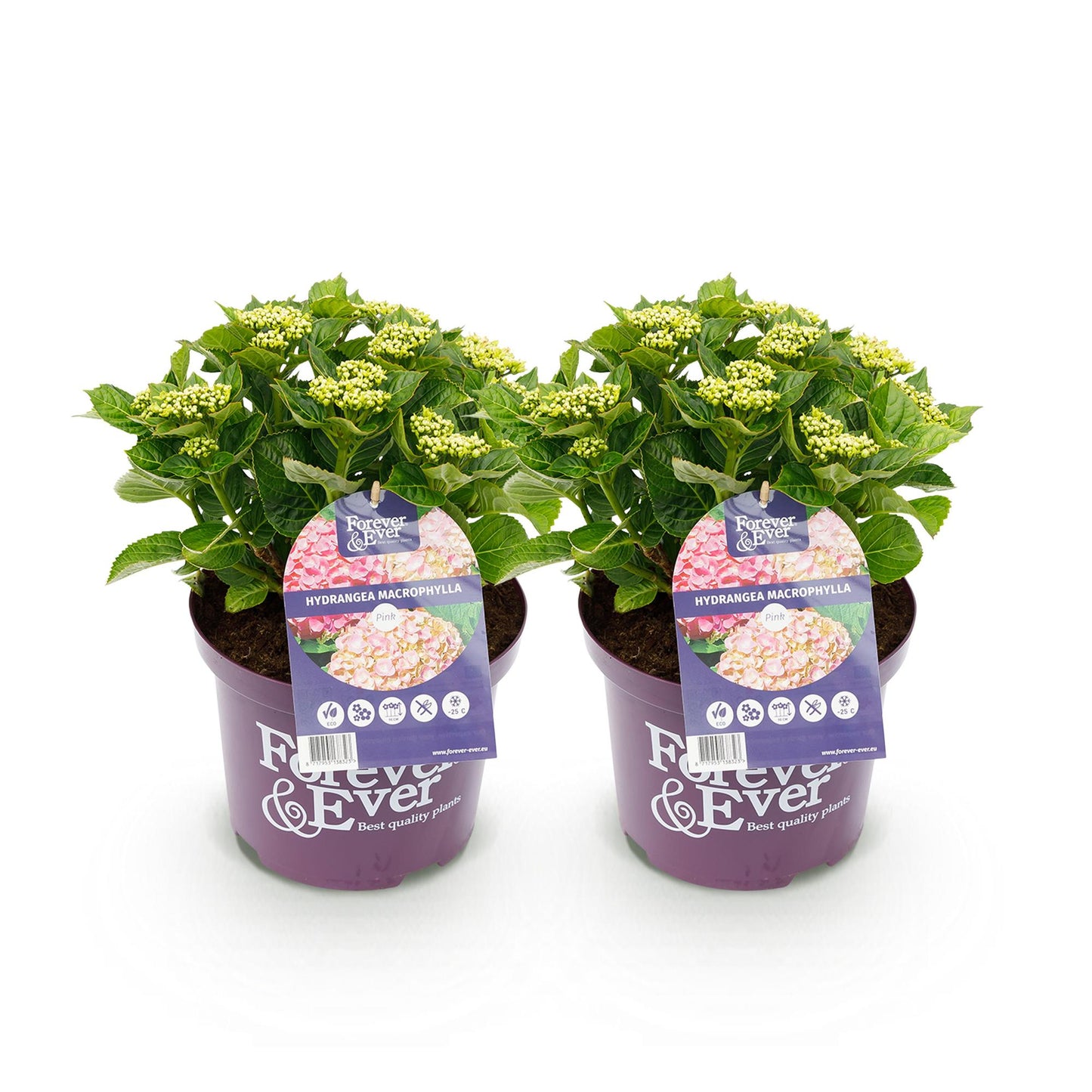 Hydrangea Forever & Ever - Hortensia - Roze - 2 Planten - ↨55cm - Ø23cm