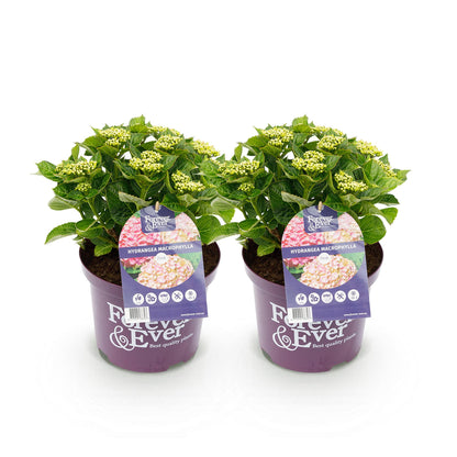 Hydrangea Forever & Ever - Hortensia - Roze - 2 Planten - ↨55cm - Ø23cm
