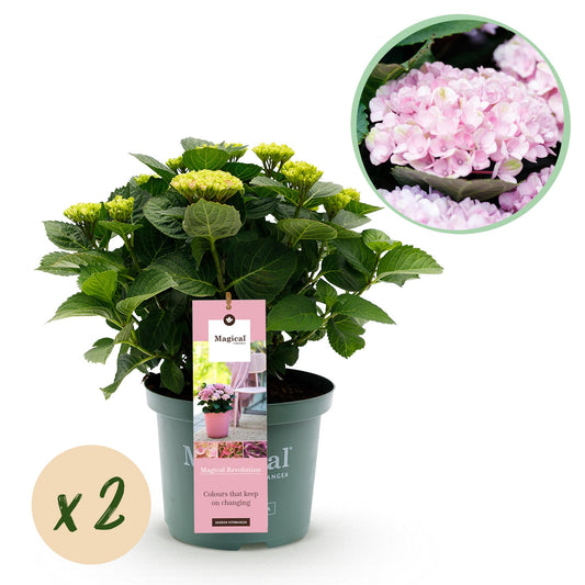 Hydrangea Magical Revolution - Pink - 2 Planten - ↨55cm - Ø23cm