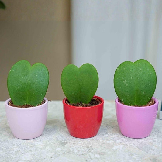 Hoya Kerrii set van 3 in roze & rode mini potten | Hartjesplant - Ø6cm