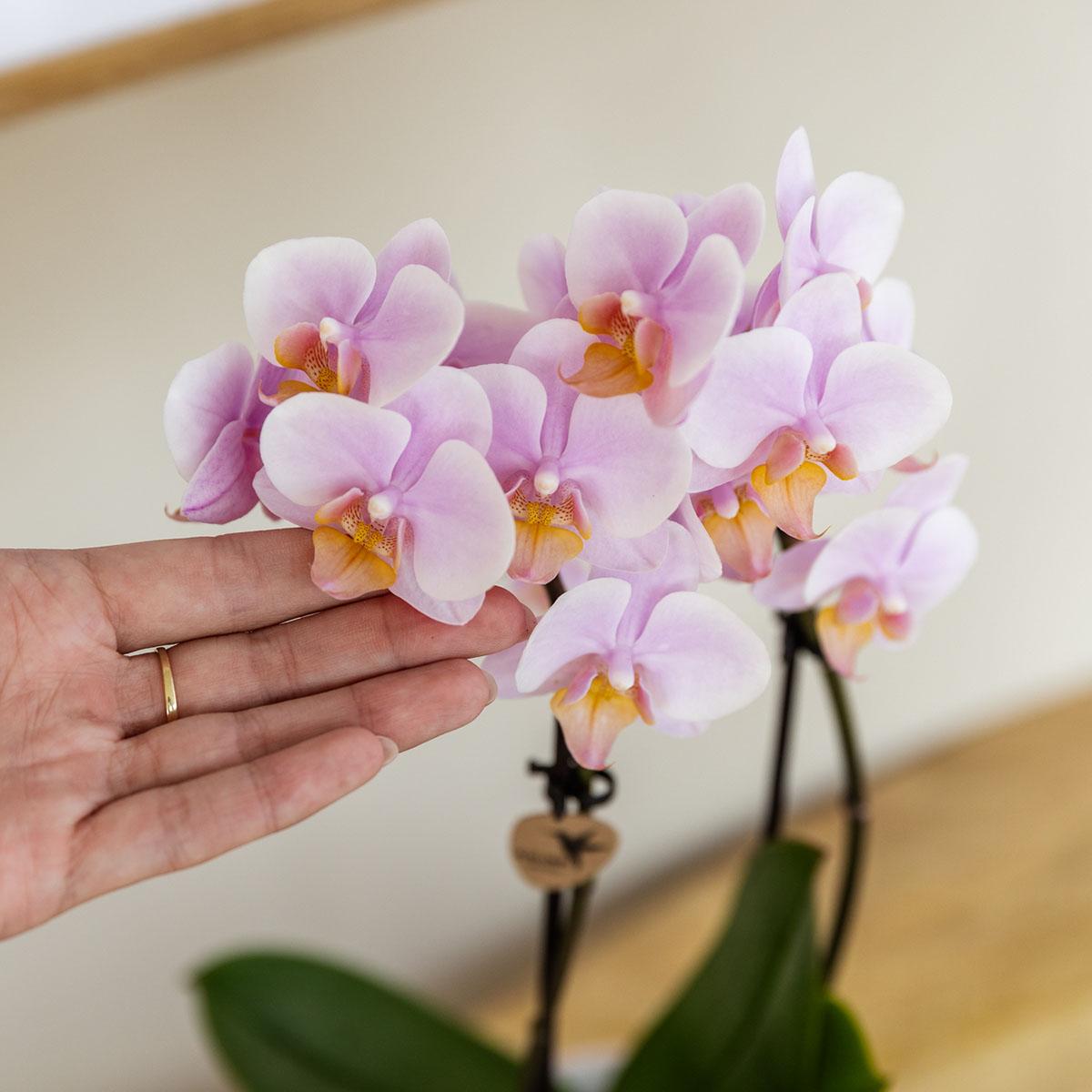 Roze phalaenopsis orchidee - Andorra - Ø9cm