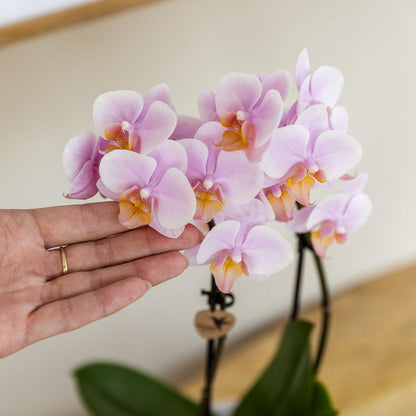 Roze phalaenopsis orchidee - Andorra - Ø9cm