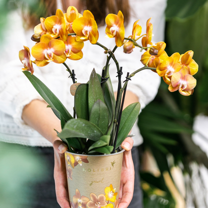 Oranje gouden Phalaenopsis orchidee - Jewel Las Vegas - Ø12cm