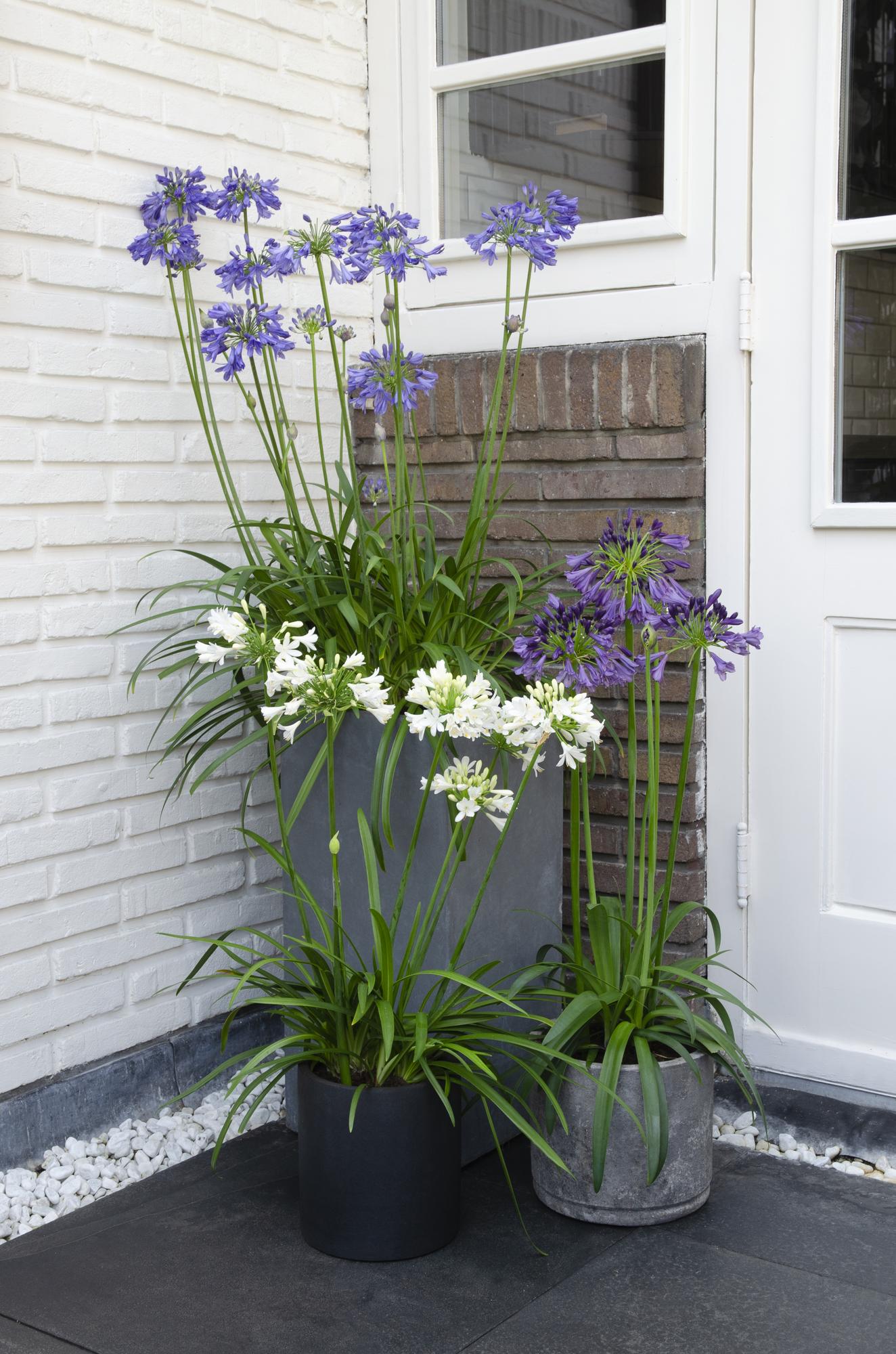 Agapanthus 'Ever White' - Afrikaanse lelie - ↨30cm - Ø19cm