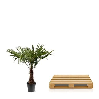 Trachycarpus Fortuneii - ↨220-240cm - Ø45cm