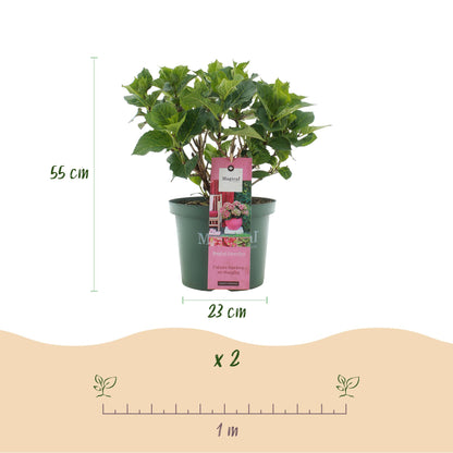 Hydrangea Magical Green Fire - Roze Groen - Hortensia - 2 Planten - ↨55cm - Ø23cm