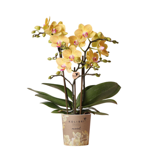 Gele Phalaenopsis orchidee - Lima - Ø9cm