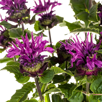 Monarda Didyma Purple - Bergamotplant - ↨45-60cm - Ø19cm