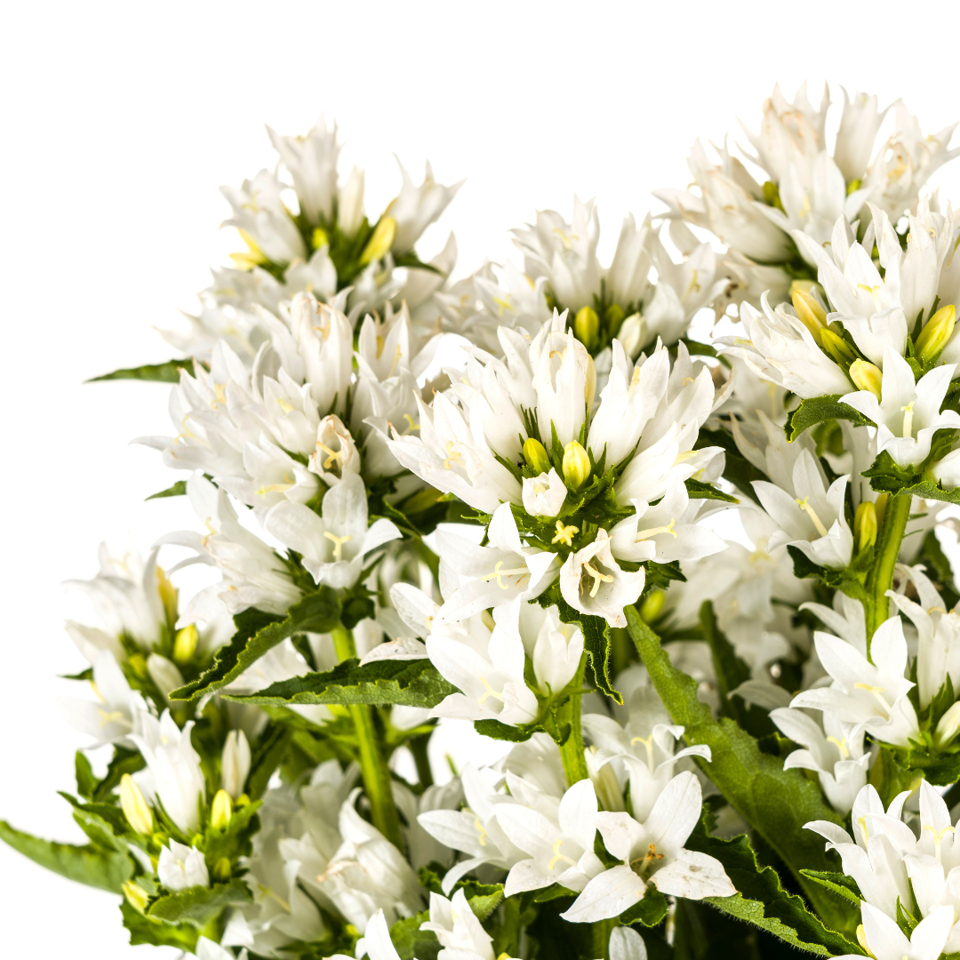 Campanula Glomerata Genti White - Klokjesbloem - ↨30-40cm - Ø19cm