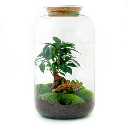 DIY terrarium - Sven Bonsai - ↨43cm - Ø23cm