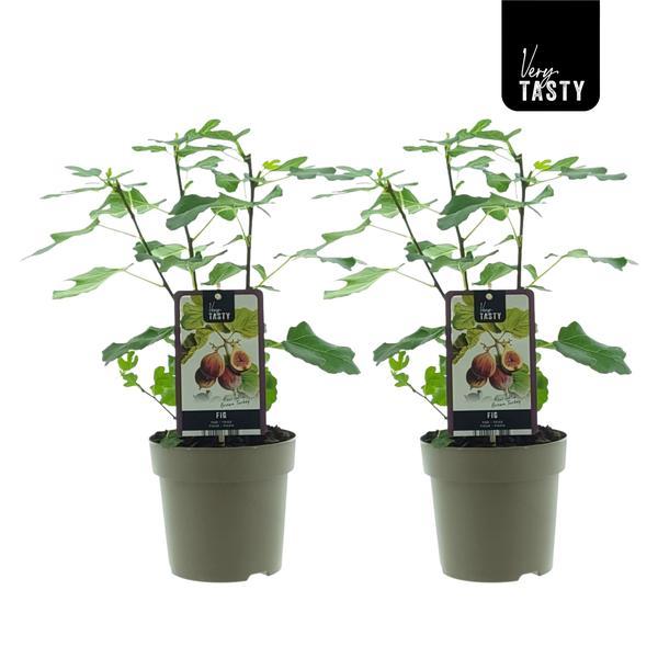Ficus Brown Turkey - Vijg - 2 stuks - Ø15cm - ↕40cm