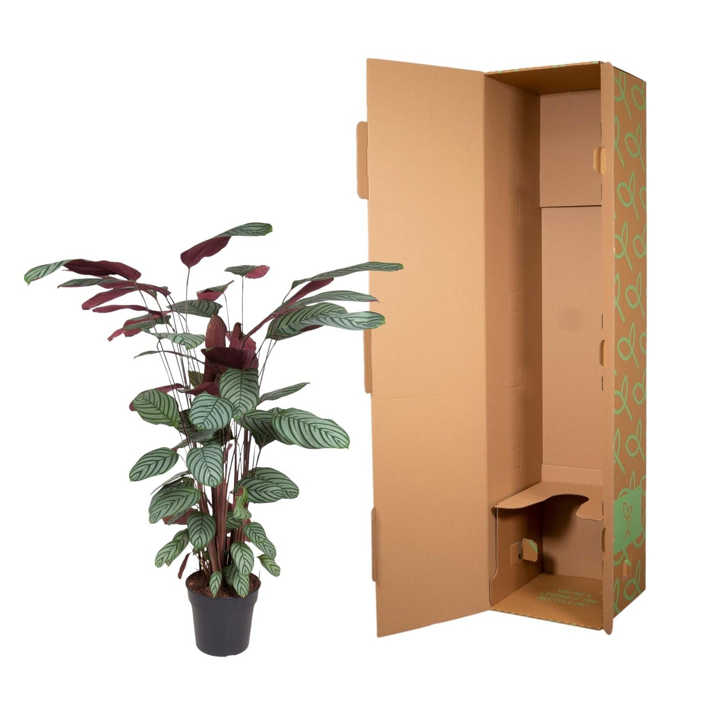 Calathea Oppenheimiana - ↨130cm - Ø27cm