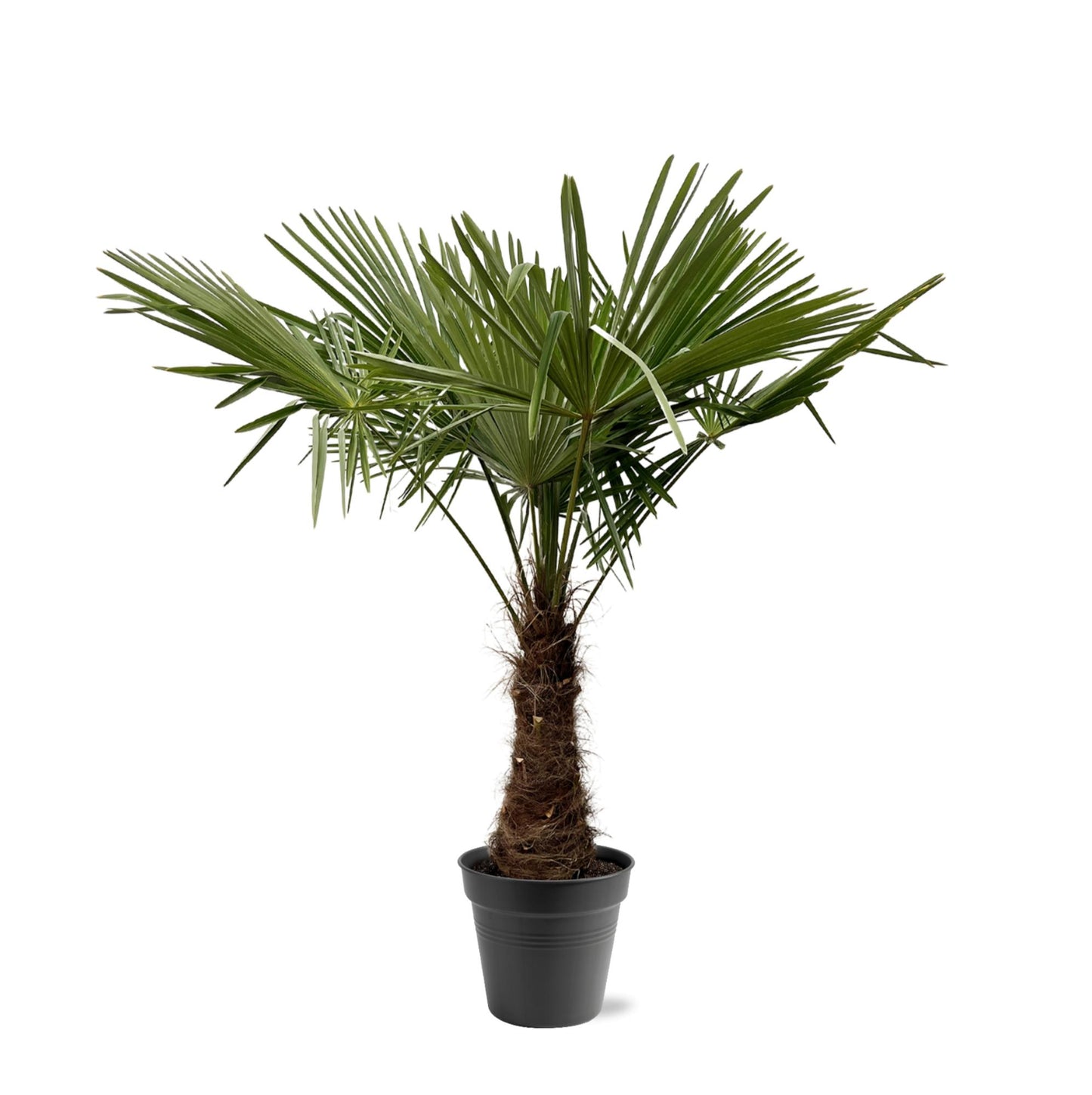 Trachycarpus Fortuneii - ↨220-240cm - Ø45cm