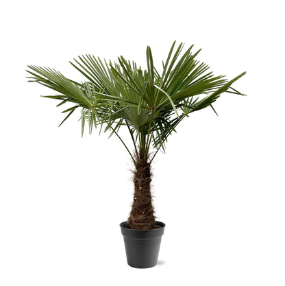 Trachycarpus Fortuneii - ↨220-240cm - Ø45cm