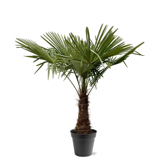 Trachycarpus Fortuneii - ↨220-240cm - Ø45cm